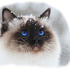 Схема вышивки «сиамский кот»