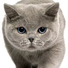 Схема вышивки «кот»