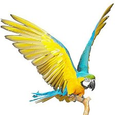 Схема вышивки «попугайчик»