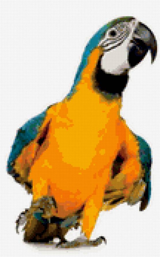 какаду - предпросмотр