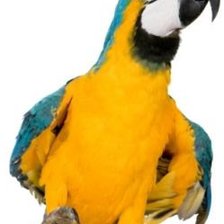 Схема вышивки «какаду»