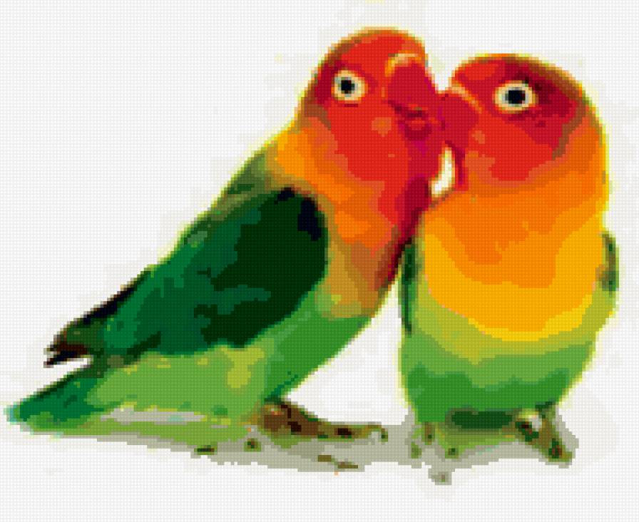 два попугая - предпросмотр