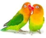 Схема вышивки «два попугая»