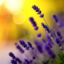 Схема вышивки «Лаванда»