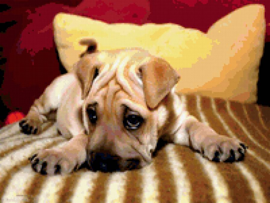 Ищу друга - собака, щенок, друг - предпросмотр