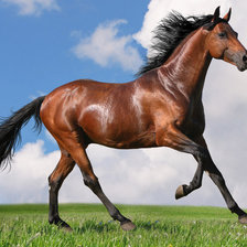 Схема вышивки «Конь»