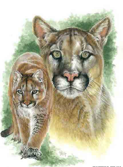 Пума - животные, дикие кошки - оригинал