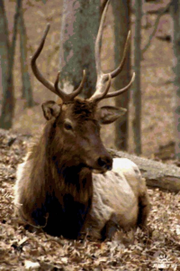 олень - природа, олень, животные - предпросмотр