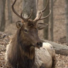 Схема вышивки «олень»