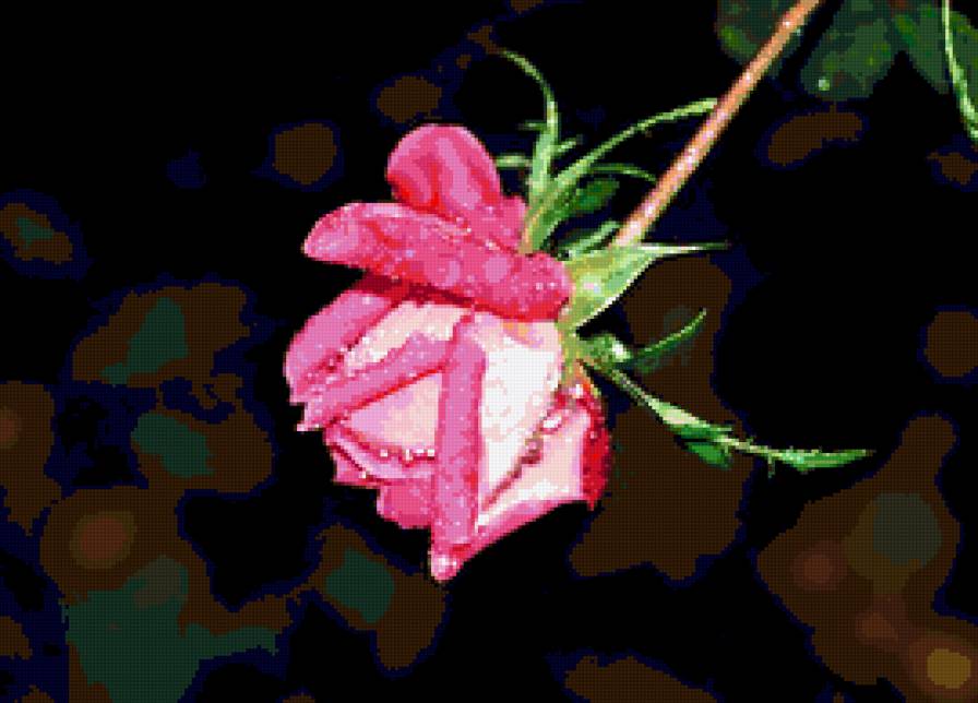 роза - розы, роза, капли, цветы, цветок - предпросмотр