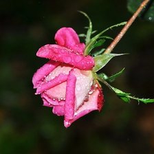 Схема вышивки «роза»