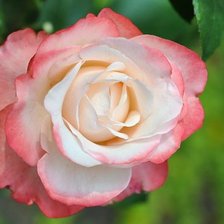 Схема вышивки «роза»