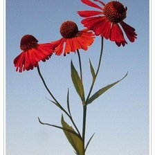 Схема вышивки «№420875»