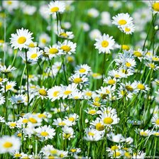 Схема вышивки «ромашки»