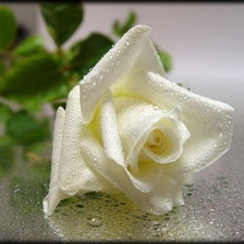 Схема вышивки «роза»