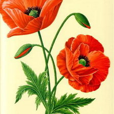 Схема вышивки «маки»