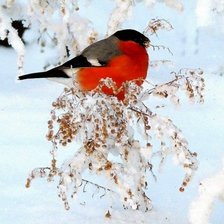 Схема вышивки «снегирь»