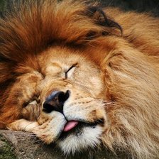 Схема вышивки «лев»