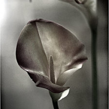 Схема вышивки «kalli»