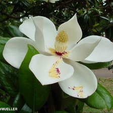 Схема вышивки «Магнолия»