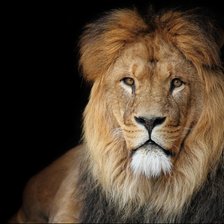 Схема вышивки «лев»