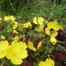 Схема вышивки «Цветы»