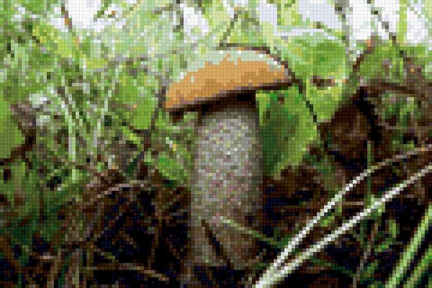 Гриб - пейзаж, природа, осень, гриб - предпросмотр