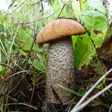 Схема вышивки «Гриб»