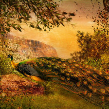 Золотой павлин