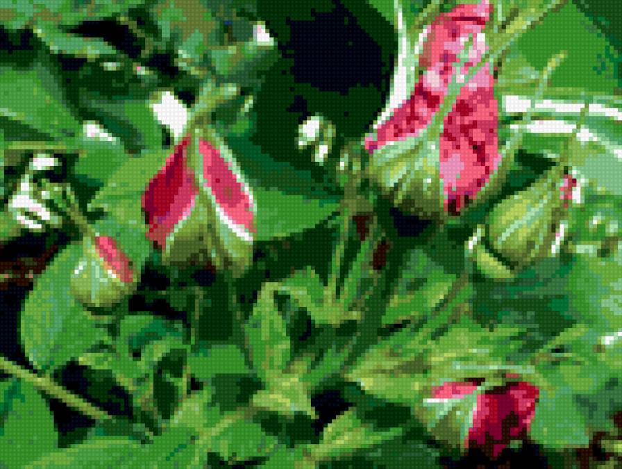 роза - цветы - предпросмотр