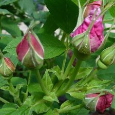 Схема вышивки «роза»