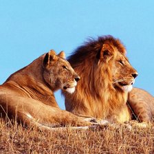 Схема вышивки «львы»