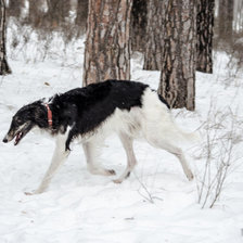 Схема вышивки «борзая»