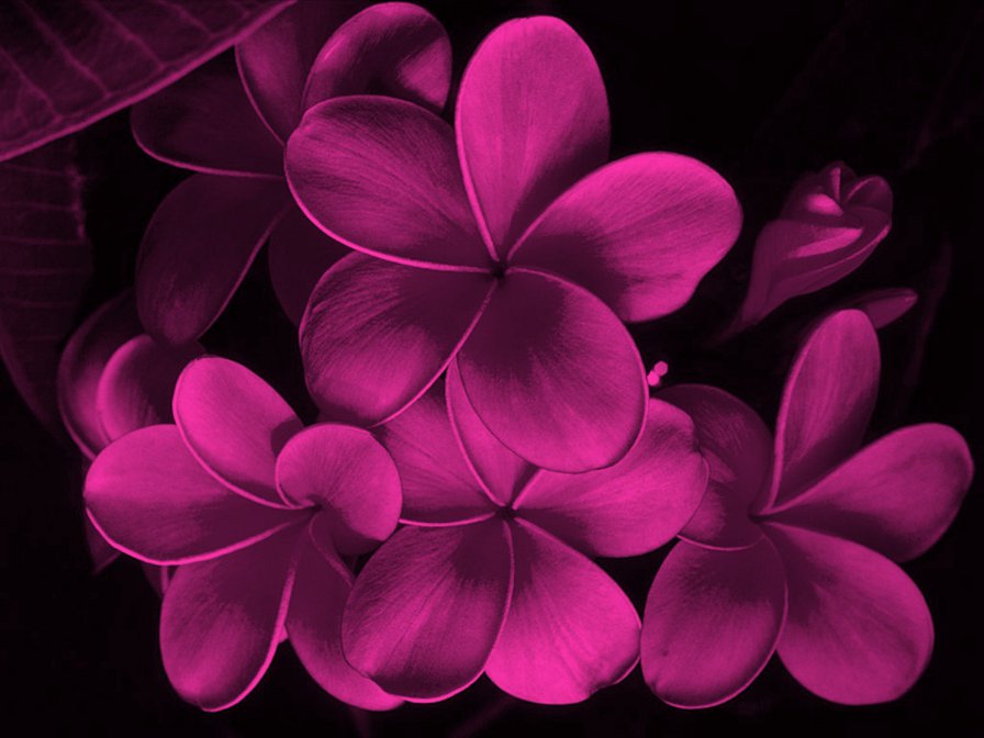 цветы - оригинал