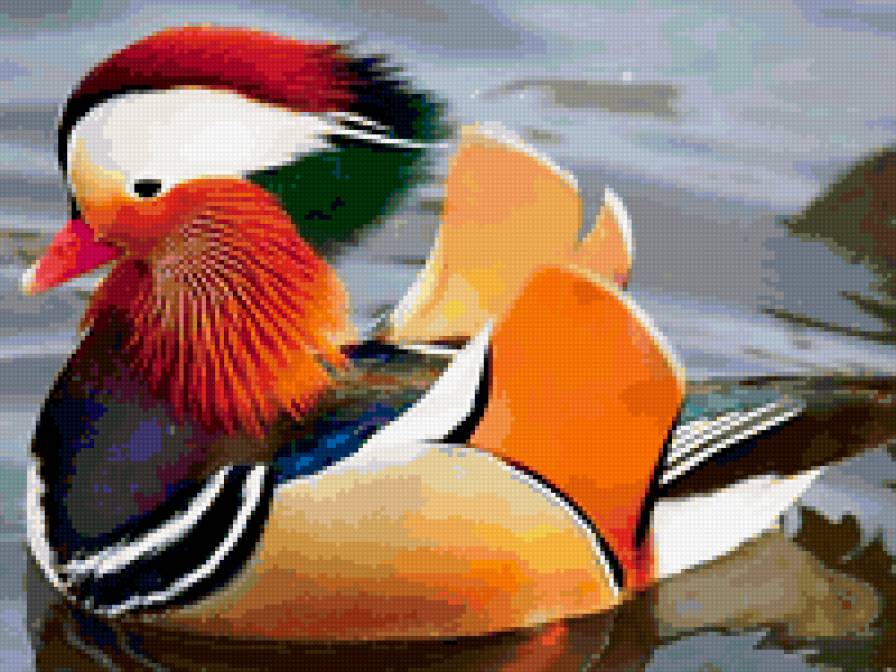 уточка - утка - предпросмотр