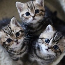 Схема вышивки «котята»