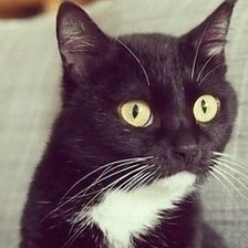 Схема вышивки «киса»