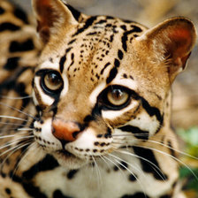 Схема вышивки «Оцелот»