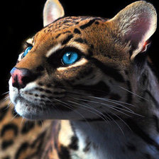 Схема вышивки «Оцелот»