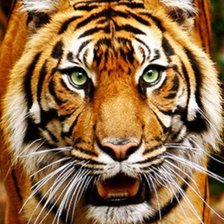 Схема вышивки «тигрик»