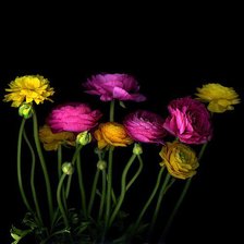 Схема вышивки «Цветы на черном фоне»