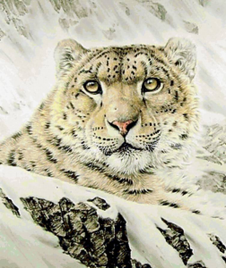 Снежный барс - животные - предпросмотр