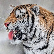 Схема вышивки «Тигр»