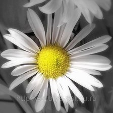 Схема вышивки «Ромашки»