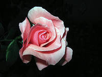 Схема вышивки «Роза»