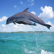 Схема вышивки «Дельфины»