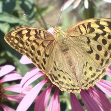 Схема вышивки «Бабочка»