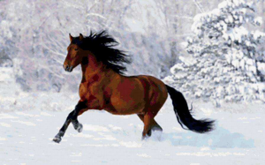 Жеребец - животные - предпросмотр