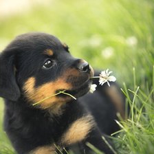 Схема вышивки «Щенок»