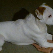 Схема вышивки «Reno»